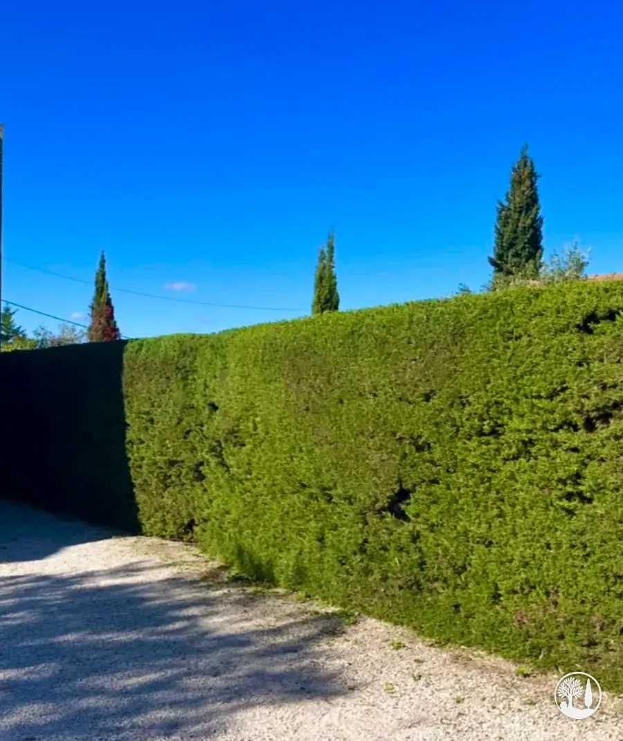 Haie taillée le long d'une allée de gravier