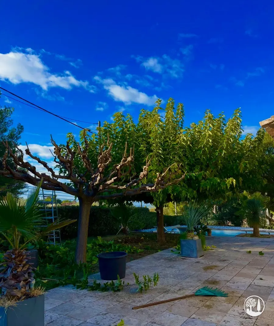 Arbres taillés au-dessus d'une terrasse, sous un ciel bleu