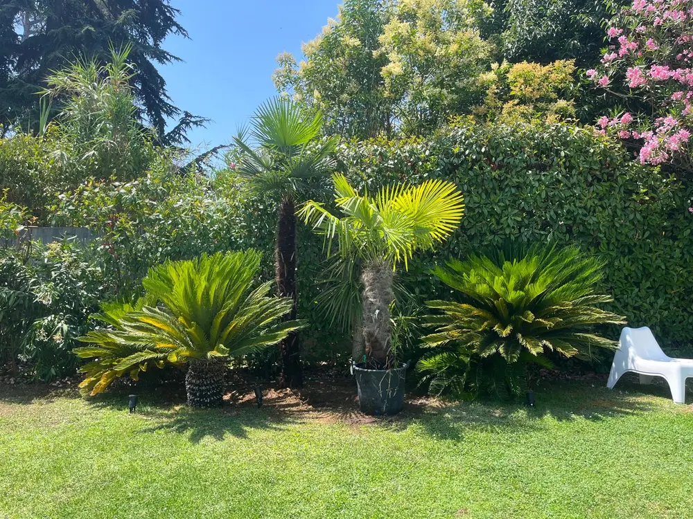 Photo de chantier : massif de deux palmiers, dont un en pot, et trois cycas devant une haie de lauriers, pelouse au premier plan