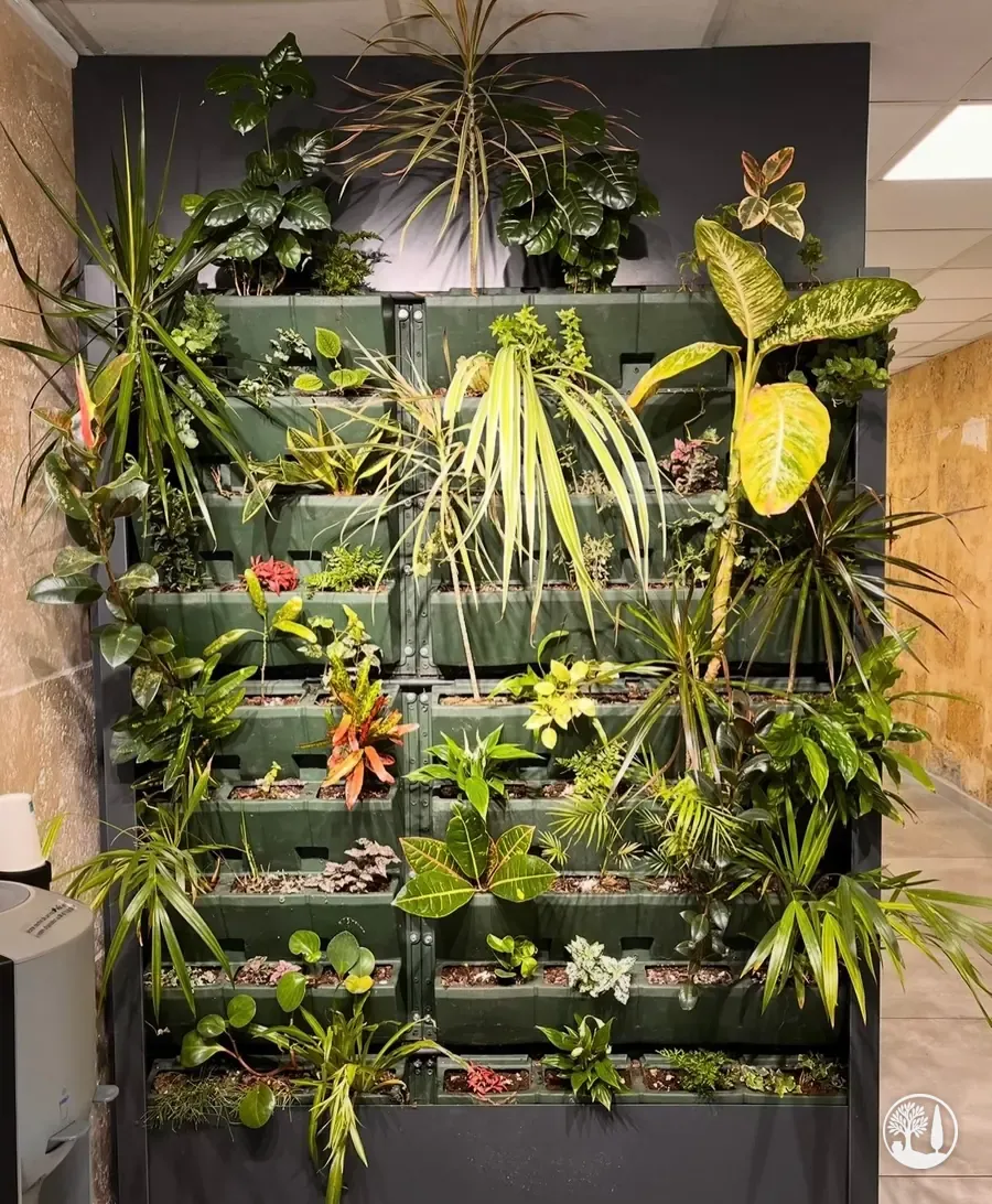 Mur végétal installé dans des bureaux, fougères et plantes tropicales dans des bacs noirs