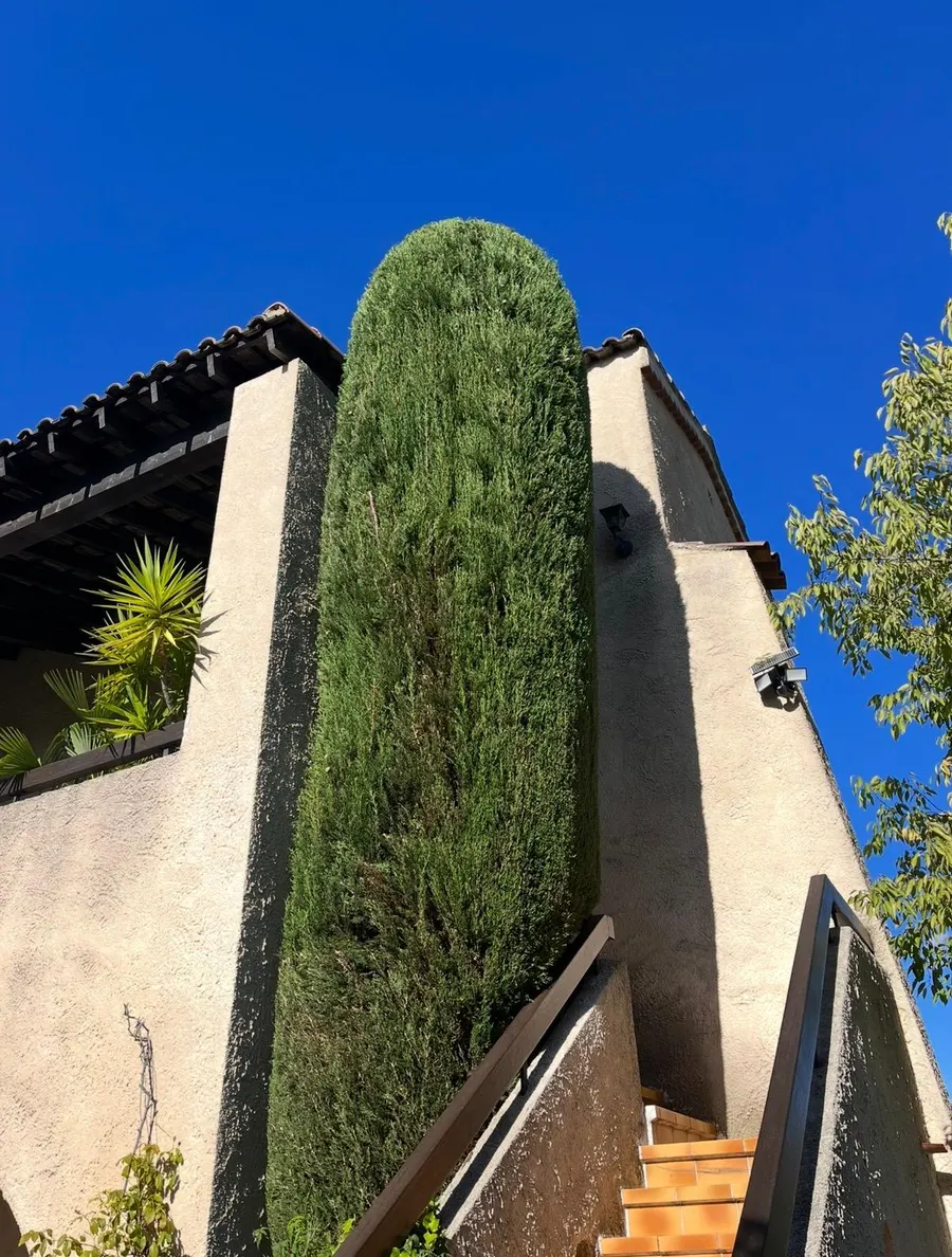 Cyprès taillé en colonne contre une maison provençale, sous un ciel bleu